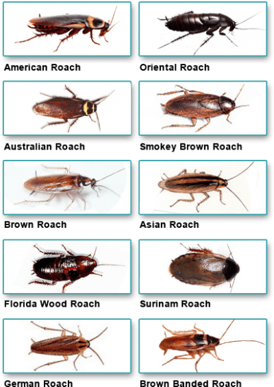cockroach types